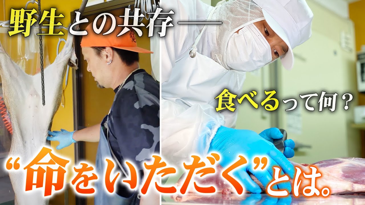 【食育】命をいただくとは？ 相次ぐ害獣被害…減る猟師…人間と野生、共存は不可能？